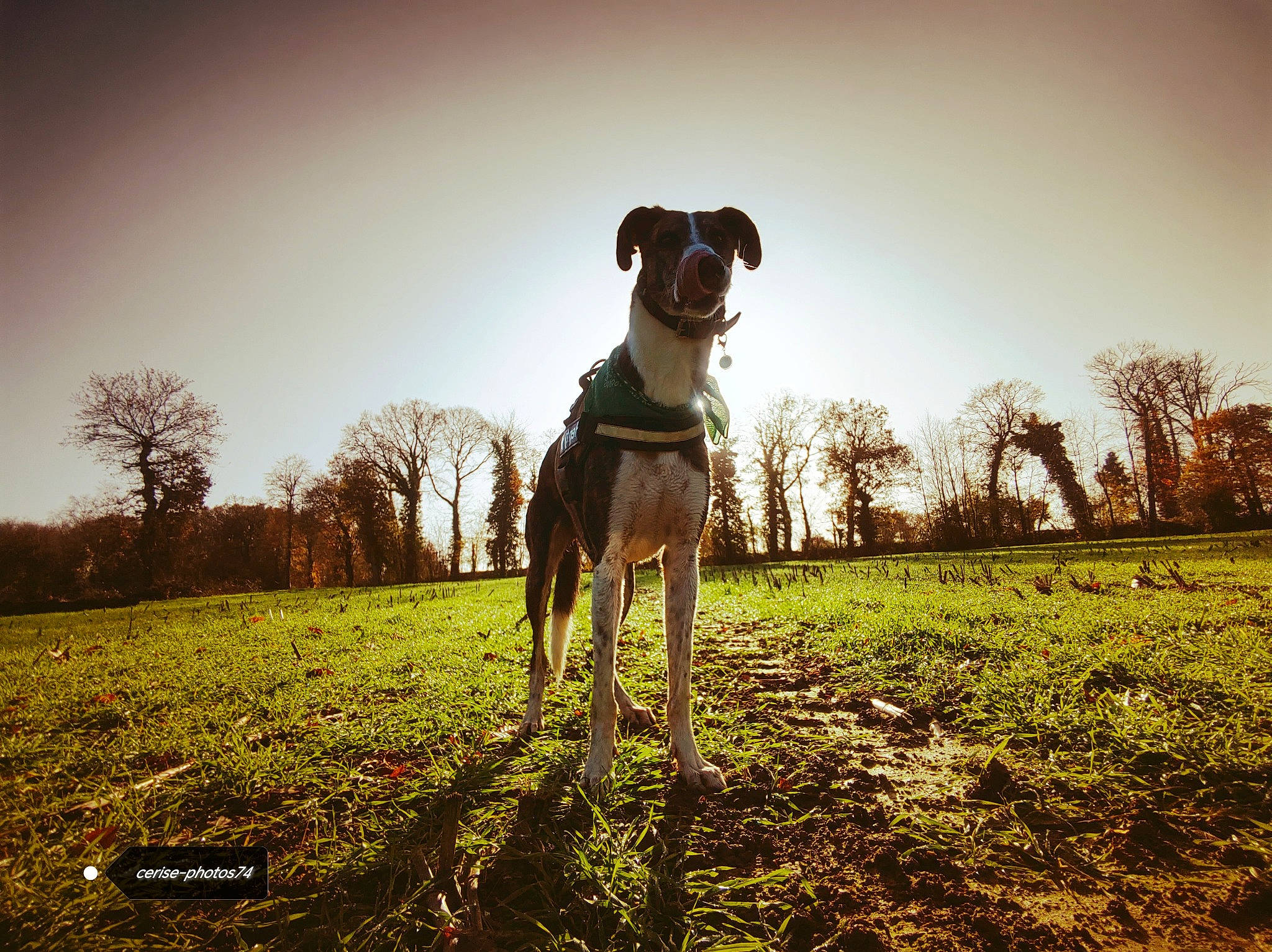 Henty a rejoint le concours — aidez-le/la à gagner de superbes lots ! carnivore, cloud, companion_dog, dog, dog_breed, fawn, flash_photography, grass, grassland, happy, landscape, mammal, meadow, people_in_nature, plain, plant, sky, snout, tree, working_animal