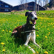 Henty participe au concours pour gagner de l'argent avec cette photo : dog, animal, grass, dandelion, flower, field, outdoor, sunny, nature, pet, canine, happy, spring, greenery, blue_sky, collar, leash, house, tree, landscape