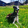 dog, animal, grass, dandelion, flower, field, outdoor, sunny, nature, pet, canine, happy, spring, greenery, blue_sky, collar, leash, house, tree, landscape