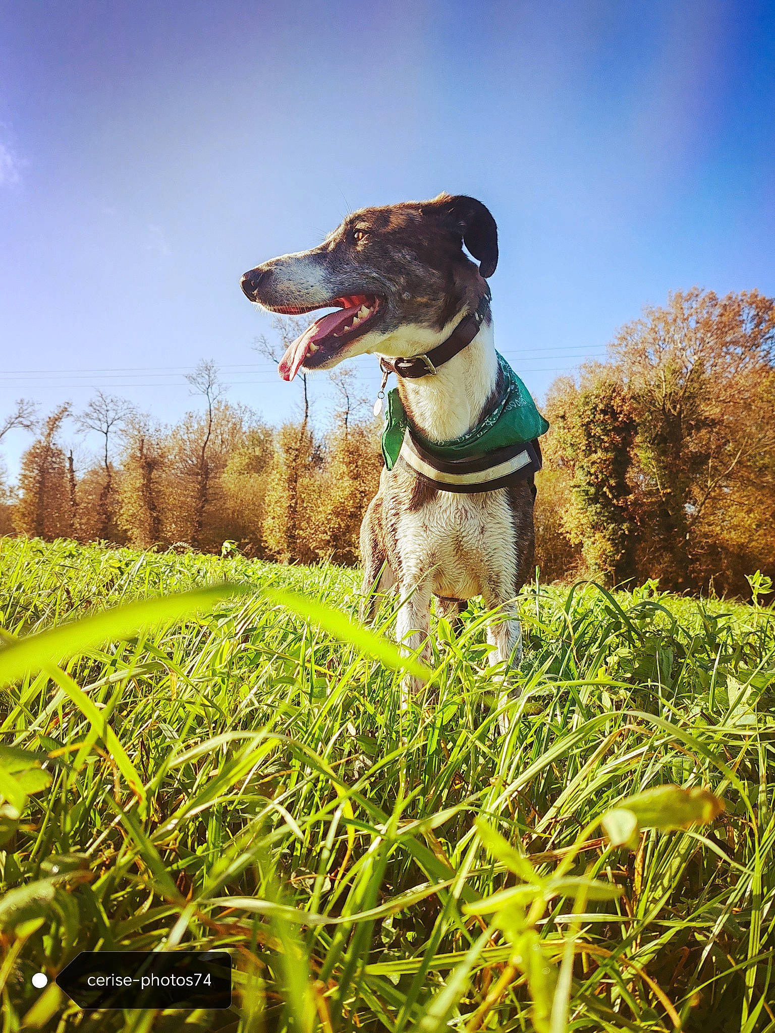 Henty a rejoint le concours — aidez-le/la à gagner de superbes lots ! ball, carnivore, cloud, collar, companion_dog, dog, dog_breed, dog_collar, fawn, grass, grass_family, grassland, happy, meadow, people_in_nature, plant, sky, sunglasses, tree, working_animal