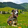 Henty participe au concours pour gagner de l'argent avec cette photo : dog, canine, animal, grass, meadow, wildflowers, harness, outdoor, nature, hill, sky, clouds, rural, landscape, greenery, summer, playful, tongue_out, resting, happy