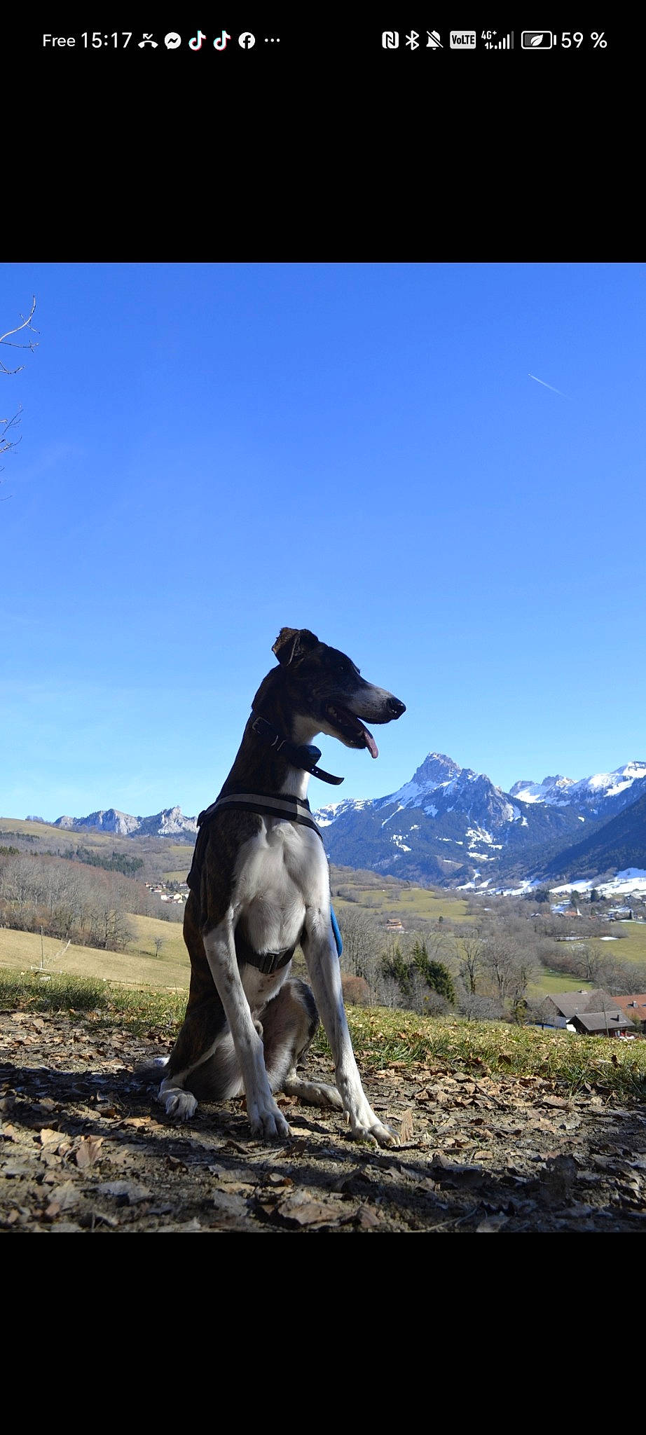 Henty a rejoint le concours — aidez-le/la à gagner de superbes lots ! adventure, canidae, carnivore, companion_dog, dog, dog_breed, fawn, landscape, magyar_agar, mountain, plant, pointing_breed, rampur_greyhound, recreation, sighthound, sky, sporting_group, terrestrial_animal, wildlife, working_animal