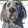 Olga a rejoint le concours — aidez-le/la à gagner de superbes lots ! dog, close_up, portrait, outdoor, snow, fur, wet_nose, animal, pet, curious, collar, winter, nature, muzzle, ears, whiskers, focus, background_blur, daylight, canine