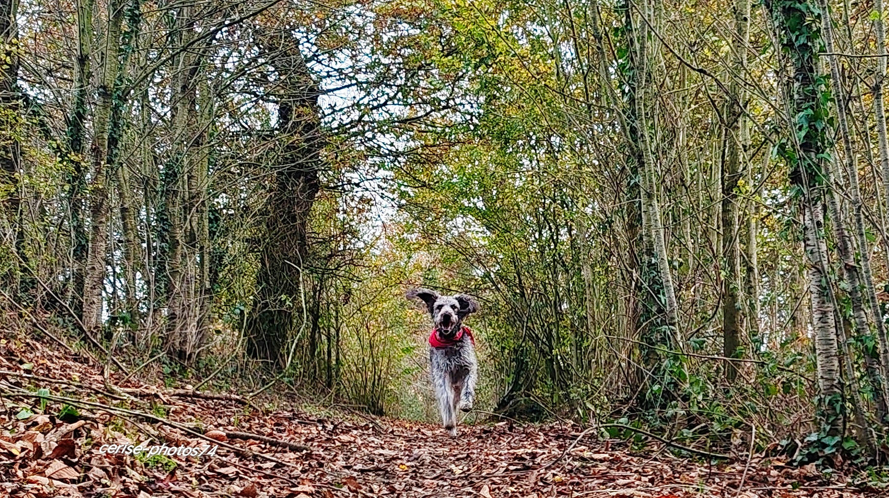 Olga a rejoint le concours — aidez-le/la à gagner de superbes lots ! canidae, carnivore, deciduous, dog, dog_breed, forest, grass, jungle, natural_landscape, plant, recreation, soil, sporting_group, temperate_broadleaf_and_mixed_forest, trail, tree, trunk, wood, woodland, working_animal