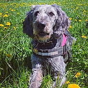 Olga a rejoint le concours — aidez-le/la à gagner de superbes lots ! dog, gray_dog, grass, dandelions, field, flowers, outdoor, nature, blue_sky, building, harness, pet, canine, sunny, daylight, greenery, animal, flora, spring, relaxing