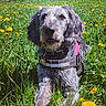 dog, gray_dog, grass, dandelions, field, flowers, outdoor, nature, blue_sky, building, harness, pet, canine, sunny, daylight, greenery, animal, flora, spring, relaxing