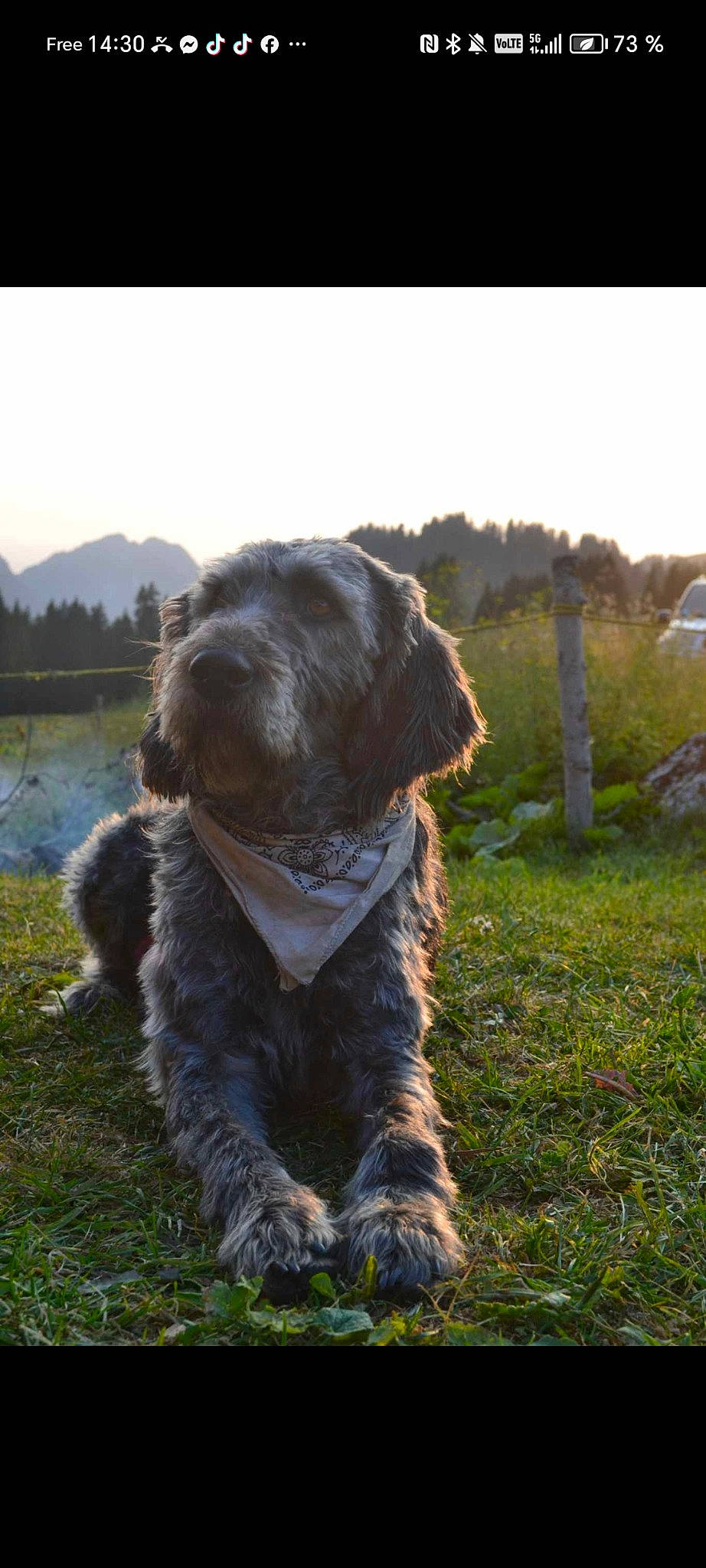 Olga participe au concours pour gagner de l'argent avec cette photo : canidae, carnivore, companion_dog, dog, dog_breed, dog_collar, grass, lake, liver, plant, sky, snout, sporting_group, tail, terrier, tree, water, water_dog, working_animal, working_dog