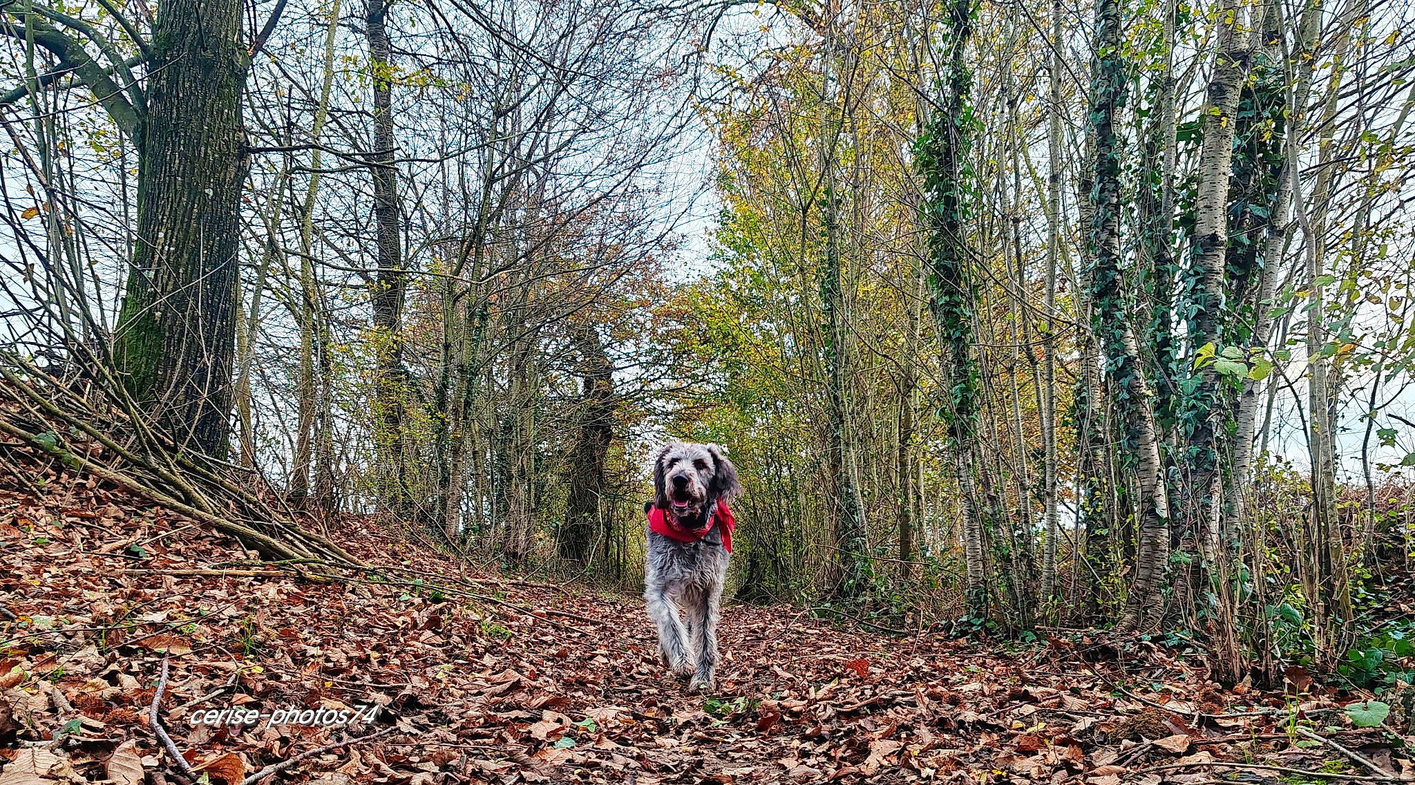 Olga participe au concours pour gagner de l'argent avec cette photo : carnivore, companion_dog, deciduous, dog, dog_breed, forest, grass, jungle, natural_landscape, plant, sky, soil, sporting_group, temperate_broadleaf_and_mixed_forest, trail, tree, trunk, wood, woodland, working_animal
