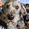Olga a rejoint le concours — aidez-le/la à gagner de superbes lots ! dog, pet, indoor, blanket, patterned, gray, scruffy, collar, tag, face, fur, eyes, person, man, computer, monitor, screen, technology, living_room, relaxing