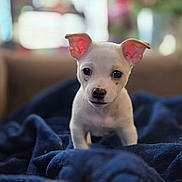 Manu joined the competition — help win amazing prizes! animal, background_blur, blanket, blue_blanket, brown_couch, couch, curious, cute, dog, ears, face, fur, indoor, looking, pet, puppy, small_dog, soft_light, white_dog, young_dog