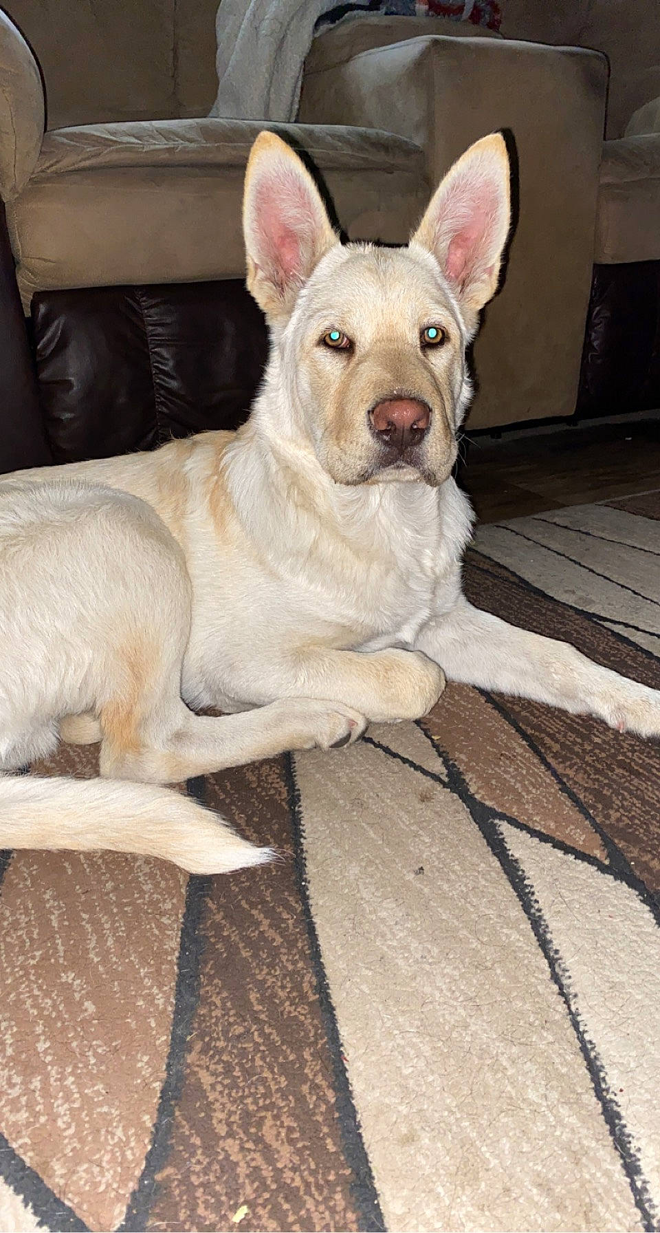 Koda is registered to the contest to win money with this photo: berger_blanc_suisse, canidae, carnivore, carolina_dog, companion_dog, dog, dog_breed, ear, fawn, german_shepherd_dog, mammal, pariah_dog, rare_breed_dog, snout, sporting_group, tail, vertebrate, white_shepherd