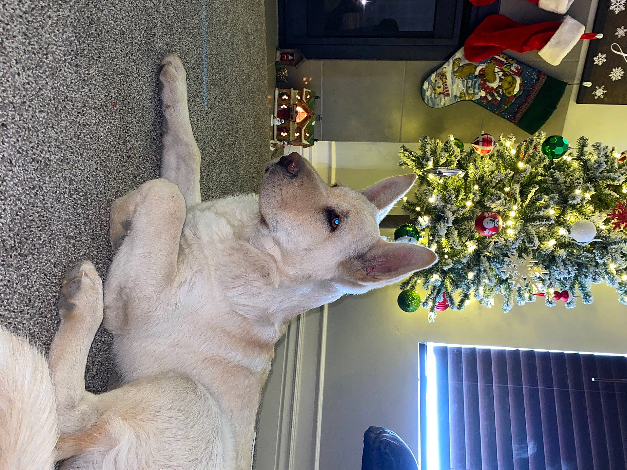 Koda joined the competition — help win amazing prizes! canidae, carnivore, cat, christmas, dog, dog_breed, ear, fawn, felidae, small_to_medium_sized_cats, sporting_group, whiskers