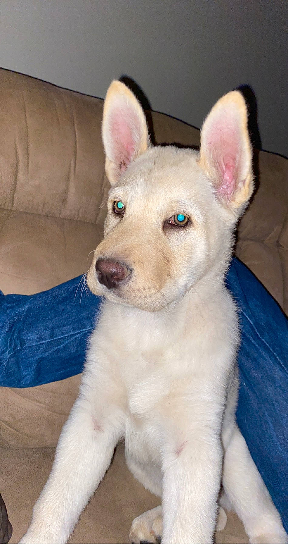 Koda joined the competition — help win amazing prizes! berger_blanc_suisse, canaan_dog, canidae, carnivore, carolina_dog, dog, dog_breed, ear, fawn, korean_jindo_dog, mammal, non_sporting_group, norwegian_buhund, pariah_dog, rare_breed_dog, snout, vertebrate, whiskers, white_shepherd