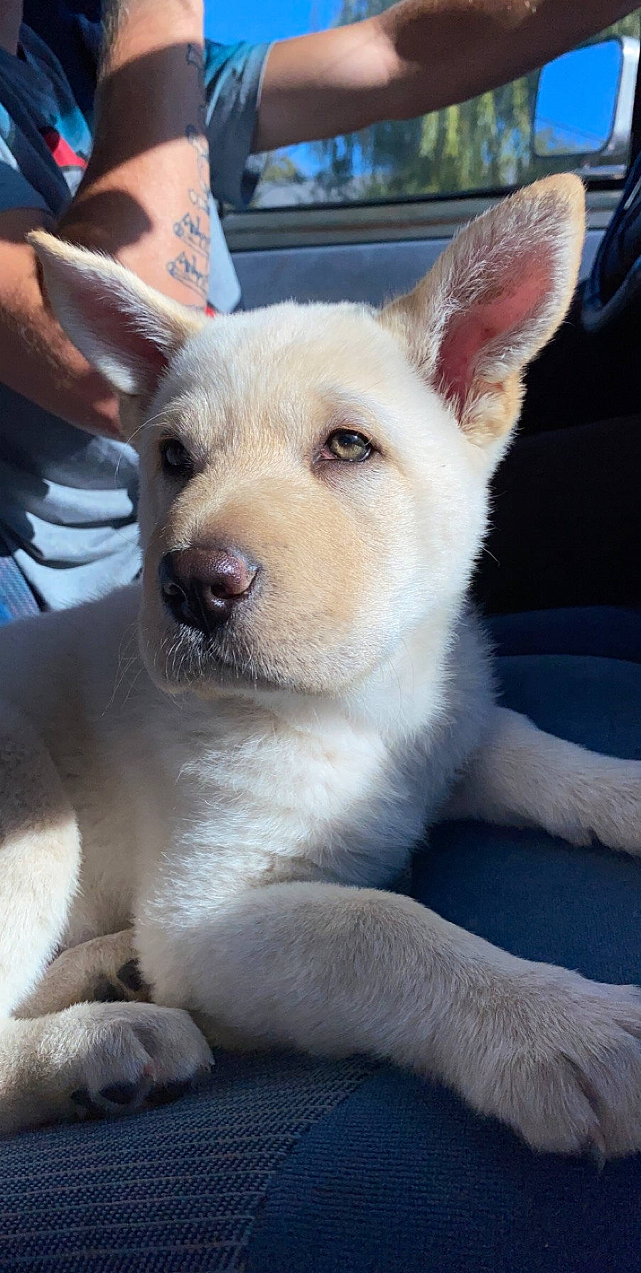 Koda joined the competition — help win amazing prizes! berger_blanc_suisse, canaan_dog, canidae, carnivore, companion_dog, dog, dog_breed, fawn, kintamani, kishu, korean_jindo_dog, mammal, non_sporting_group, nose, pungsan_dog, rare_breed_dog, snout, street_dog, vertebrate, white_shepherd