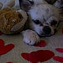 animal, black_spots, calm, close_up, cozy, cute, dog, heart_shapes, indoor, lying_down, paw, pet, plush_toy, relaxation, resting, sleepy, small_dog, soft_surface, toy, white_dog