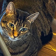 Shortly joined the competition — help win amazing prizes! animal, cat, chair_leg, close_up, cute, domestic_animal, ears, feline, fur_texture, green_eyes, indoor, mammal, natural_light, pet, relaxed, resting, striped_fur, tabby_cat, whiskers, wooden_floor