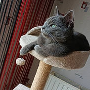 Maurice a rejoint le concours — aidez-le/la à gagner de superbes lots ! cat, gray_cat, feline, pet, animal, sitting, lounging, scratching_post, cat_tree, toy, paw, whiskers, green_eyes, fur, indoors, curtains, radiator, cozy, portrait, closeup