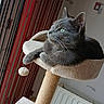 cat, gray_cat, feline, pet, animal, sitting, lounging, scratching_post, cat_tree, toy, paw, whiskers, green_eyes, fur, indoors, curtains, radiator, cozy, portrait, closeup