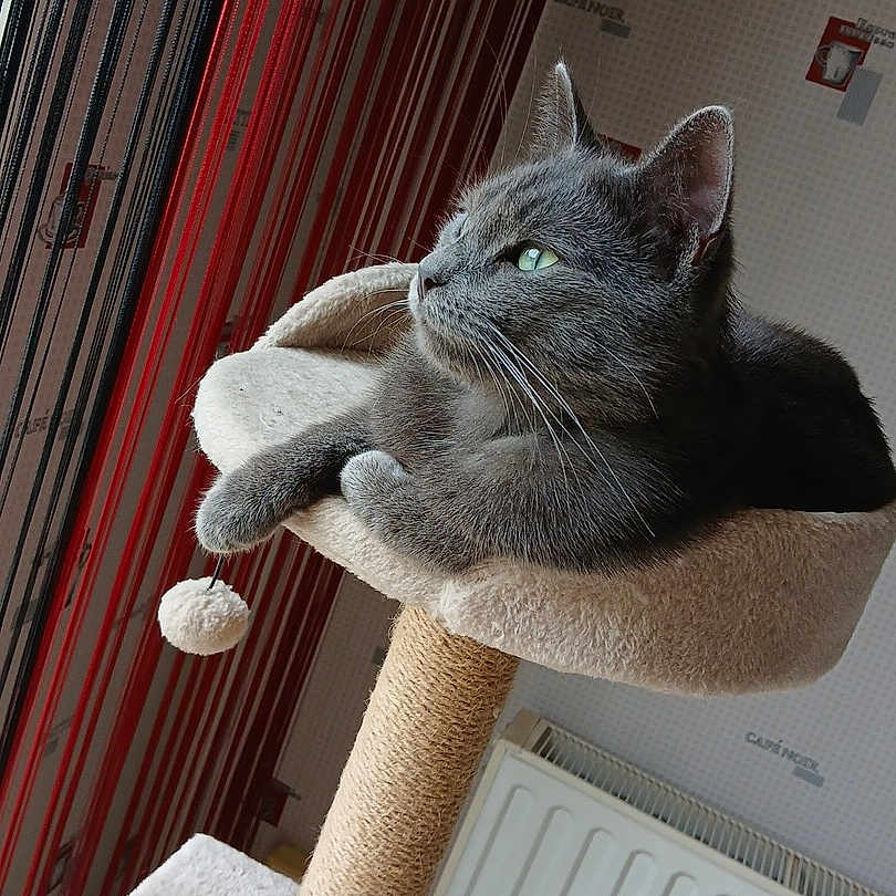 Maurice