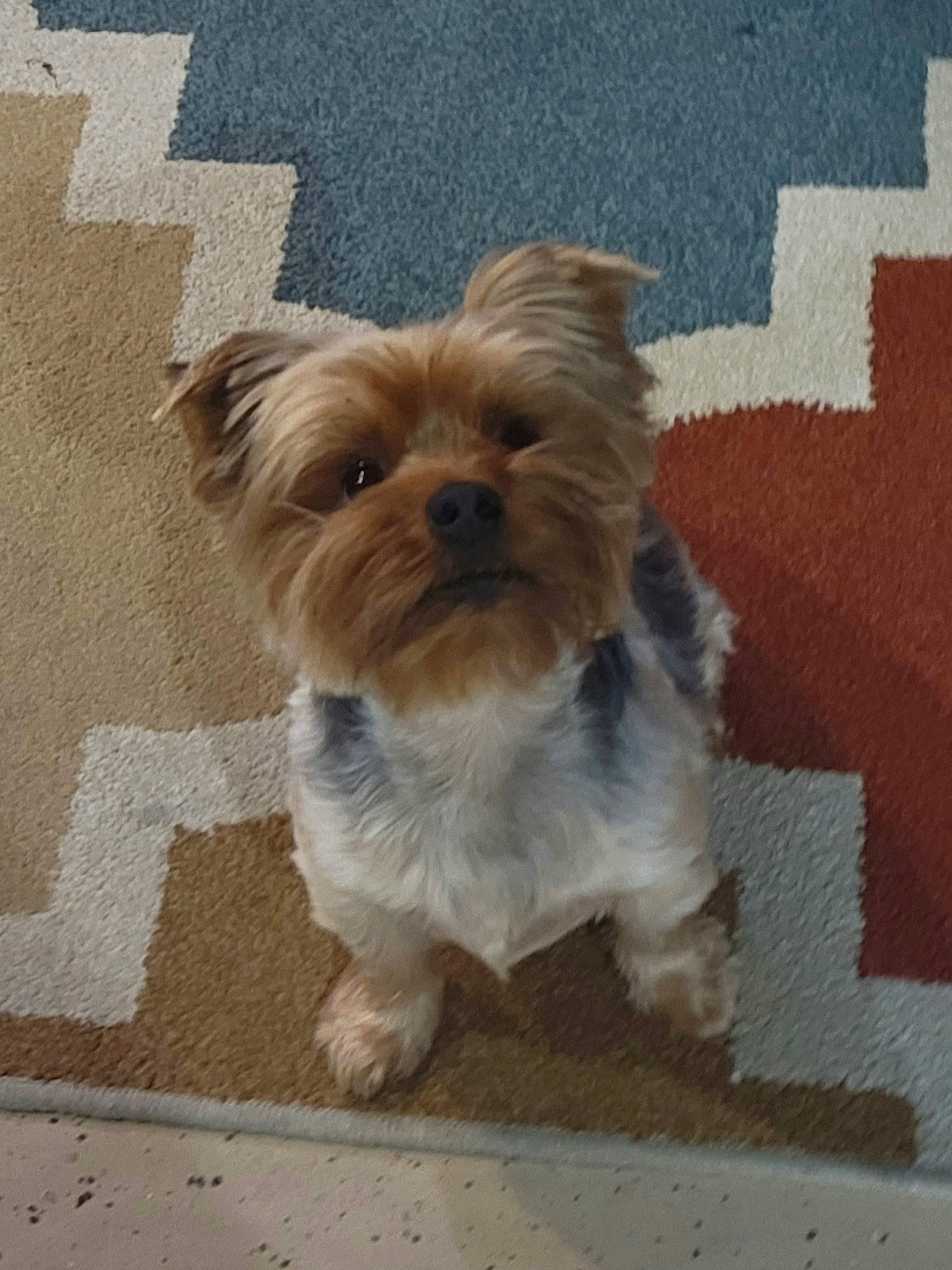 Bentley is registered to the contest to win money with this photo: biewer_terrier, canidae, carnivore, companion_dog, dog, dog_breed, dog_clothes, dog_supply, fawn, font, fur, liver, pet_supply, small_terrier, snout, sporting_group, terrier, toy_dog, working_animal, yorkshire_terrier