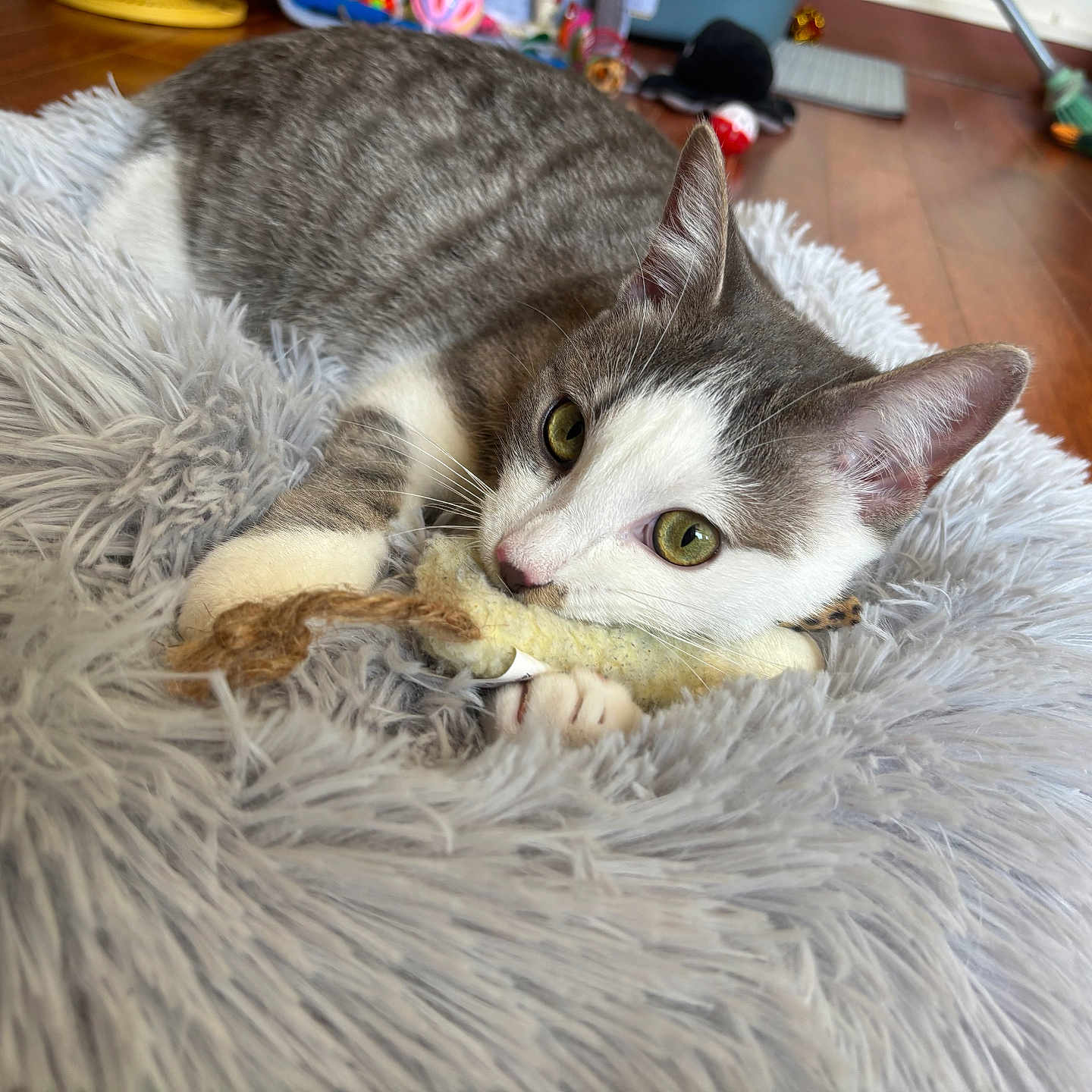 Wooki participe au concours pour gagner de l'argent avec cette photo : abyssinian, animal, architecture, blanket, building, canine, cat, chair, couch, furniture, hardwood, indoors, interiordesign, kitten, livingroom, manx, pet, plywood, room, wood