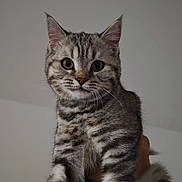 Kyiri participe au concours pour gagner de l'argent avec cette photo : animal, cat, close_up, cute, domestic_animal, ears, eyes, face, feline, fur, hand, indoor, kitten, mammal, pet, portrait, striped, tabby, whiskers, young