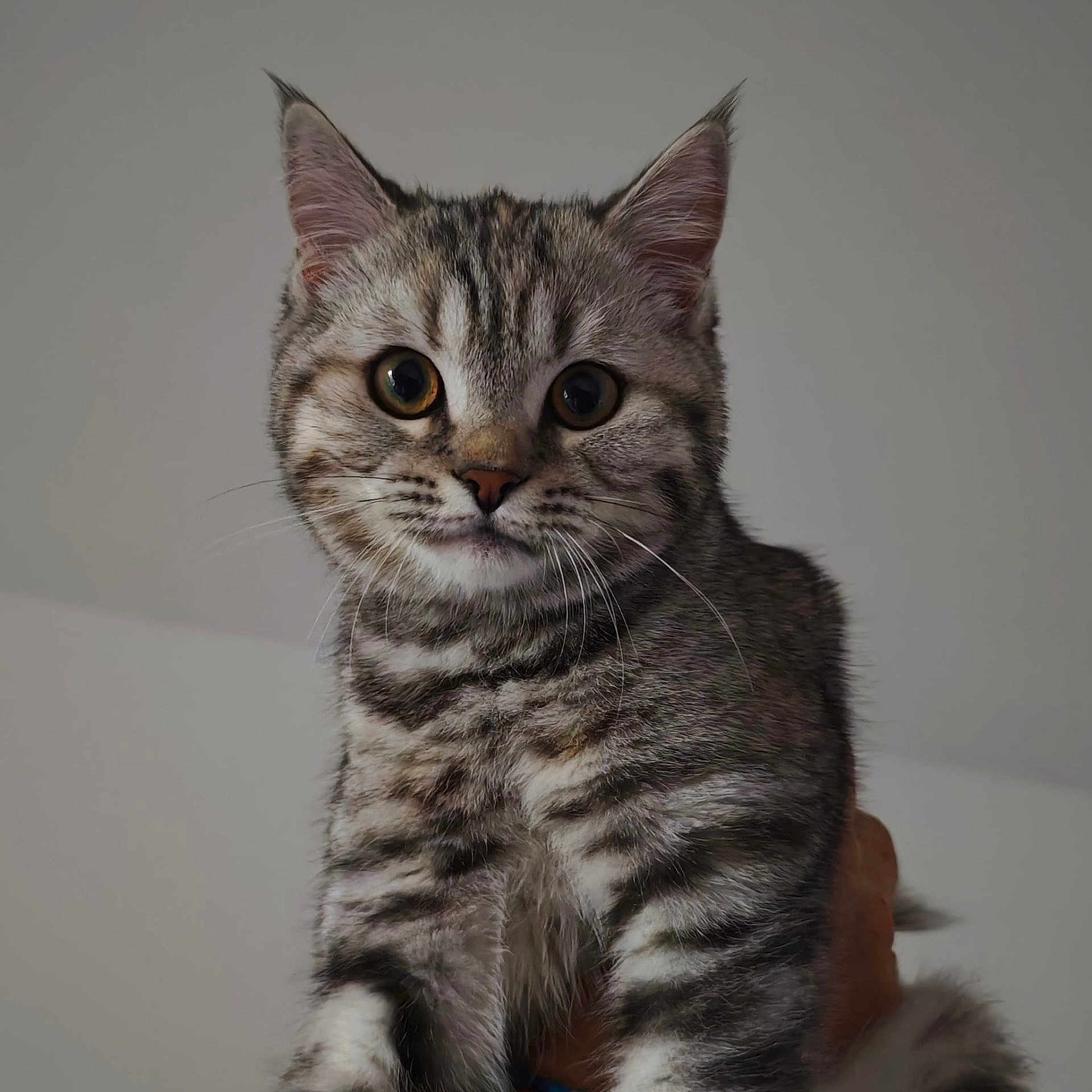 Kyiri participe au concours pour gagner de l'argent avec cette photo : animal, cat, close_up, cute, domestic_animal, ears, eyes, face, feline, fur, hand, indoor, kitten, mammal, pet, portrait, striped, tabby, whiskers, young