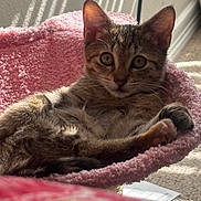 Josie joined the competition — help win amazing prizes! cat, kitten, pet, feline, animal, indoor, pink_bed, cozy, relaxed, fur, whiskers, ears, eyes, home, carpet, sunlight, shadow, texture, cute, resting