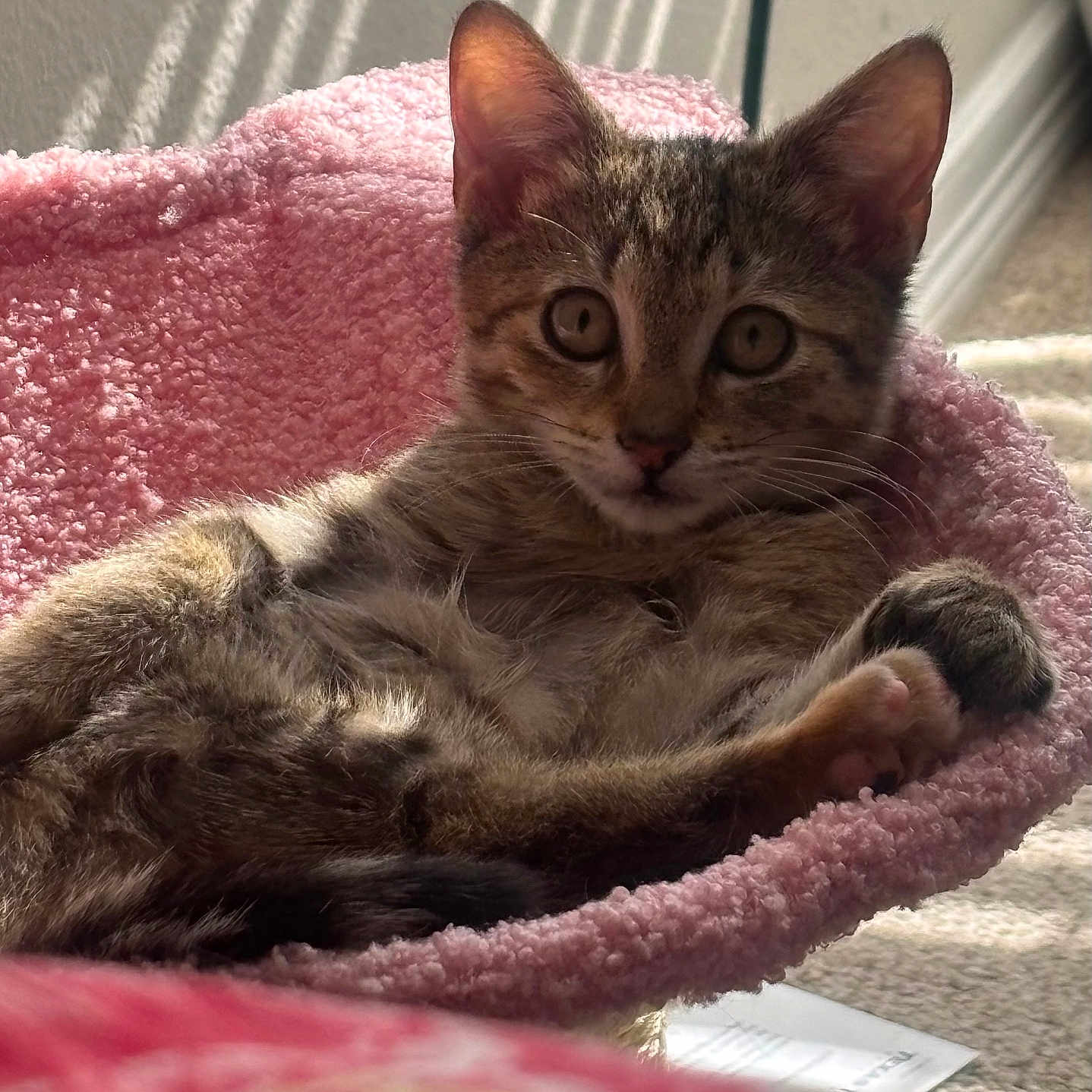 Josie