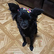 Bonny joined the competition — help win amazing prizes! animal, black_dog, brown_eyes, celebration, confetti, cute, dog, ears, expression, eyes, face, floor, fur, indoor, looking_up, party, pet, sitting, small_dog, wooden_floor