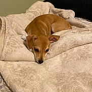 Lily joined the competition — help win amazing prizes! animal, bed, blanket, brown, close_up, comfort, cozy, cute, dog, domestic, ears, fur, indoor, lying_down, pet, puppy, resting, sleepy, small, soft