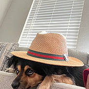 Fresno joined the competition — help win amazing prizes! dog, hat, couch, indoor, pet, relaxed, living_room, window_blinds, straw_hat, black_and_tan, fur, paw, face, animal, resting, domestic_animal, cute, cozy, fashion, accessory