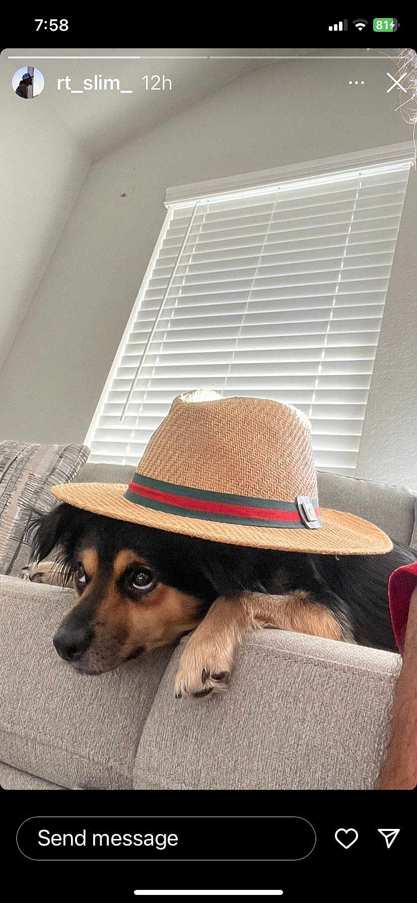 Fresno joined the competition — help win amazing prizes! dog, hat, couch, indoor, pet, relaxed, living_room, window_blinds, straw_hat, black_and_tan, fur, paw, face, animal, resting, domestic_animal, cute, cozy, fashion, accessory