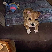 Lilo is registered to the contest to win money with this photo: dog, small_dog, brown_dog, couch, blanket, plush_toy, indoor, pet, furniture, cozy, animal, resting, curious, living_room, paw, ears, face, toy, fabric, home
