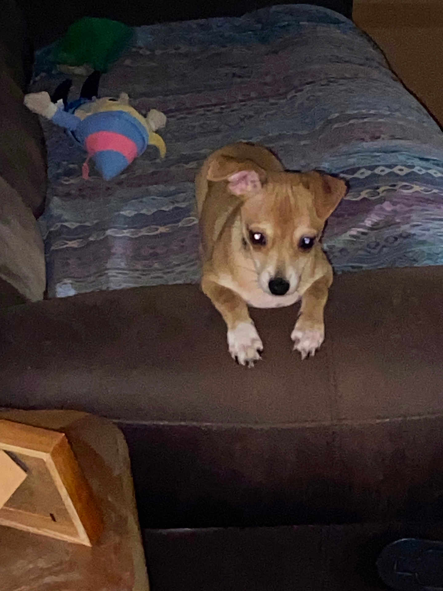 Lilo is registered to the contest to win money with this photo: dog, small_dog, brown_dog, couch, blanket, plush_toy, indoor, pet, furniture, cozy, animal, resting, curious, living_room, paw, ears, face, toy, fabric, home
