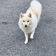 Stitch a rejoint le concours — aidez-le/la à gagner de superbes lots ! dog, white_dog, fluffy, walking, outdoor, pavement, tail, ears, fur, pet, animal, canine, alone, daylight, nature, curled_tail, alert, friendly, walking_towards_camera, ground