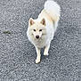 dog, white_dog, fluffy, walking, outdoor, pavement, tail, ears, fur, pet, animal, canine, alone, daylight, nature, curled_tail, alert, friendly, walking_towards_camera, ground