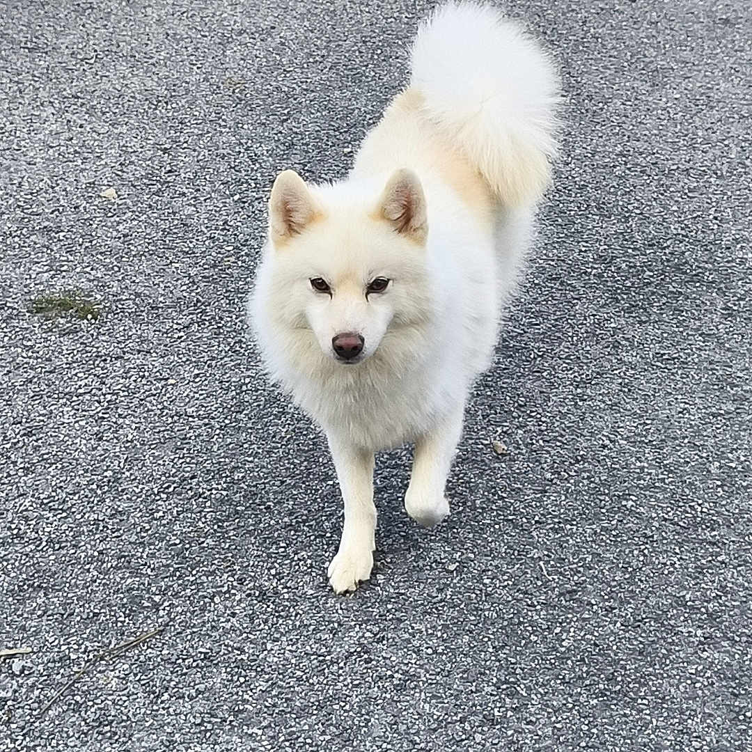 Stitch a rejoint le concours — aidez-le/la à gagner de superbes lots ! alert, alone, animal, canine, curled_tail, daylight, dog, ears, fluffy, friendly, fur, ground, nature, outdoor, pavement, pet, tail, walking, walking_towards_camera, white_dog