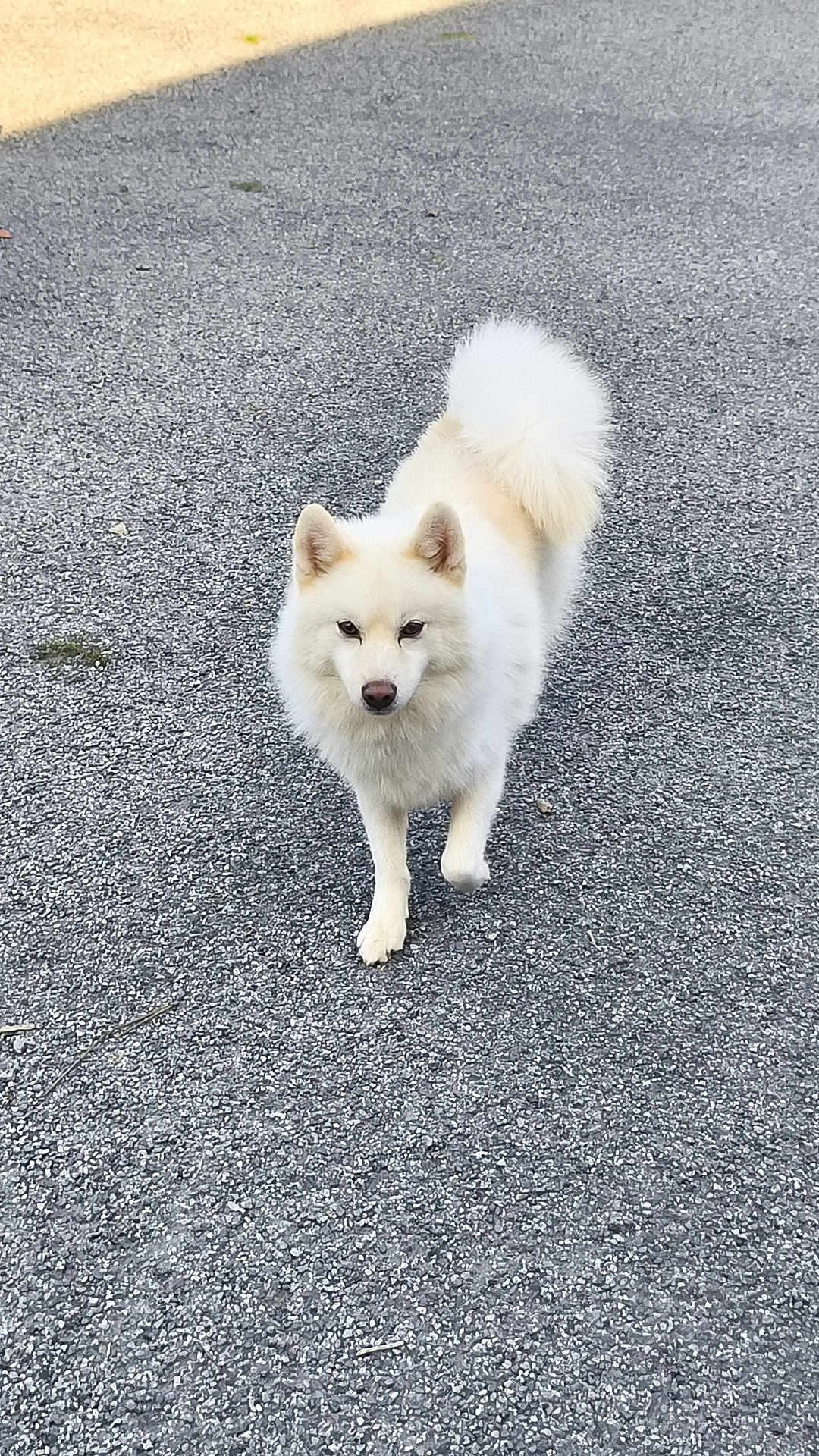 Stitch a rejoint le concours — aidez-le/la à gagner de superbes lots ! dog, white_dog, fluffy, walking, outdoor, pavement, tail, ears, fur, pet, animal, canine, alone, daylight, nature, curled_tail, alert, friendly, walking_towards_camera, ground