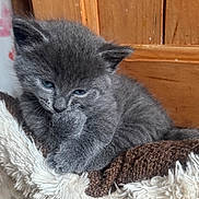 Lucky joined the competition — help win amazing prizes! kitten, gray_fur, cat, pet, cute, furry, animal, young, indoor, resting, blanket, cozy, paw, wooden_background, closeup, adorable, soft, sleepy, feline, domestic_animal