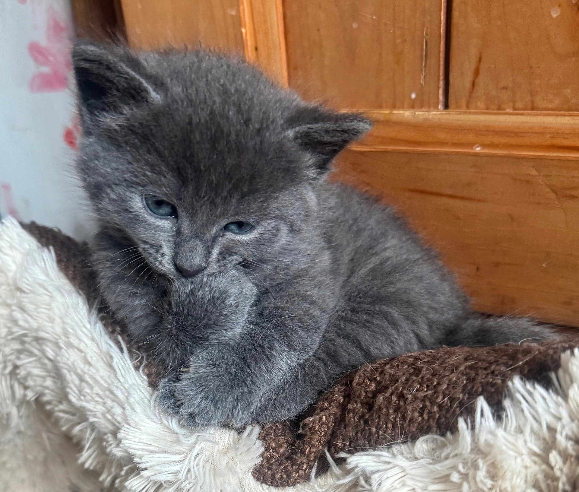 Lucky joined the competition — help win amazing prizes! kitten, gray_fur, cat, pet, cute, furry, animal, young, indoor, resting, blanket, cozy, paw, wooden_background, closeup, adorable, soft, sleepy, feline, domestic_animal