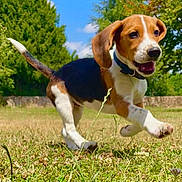 Aiko participe au concours pour gagner de l'argent avec cette photo : animal, beagle, blue_sky, canine, collar, dog, ears, grass, happy, mammal, nature, outdoor, pet, playful, puppy, running, summer, sunlight, trees, young