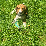 Aiko a rejoint le concours — aidez-le/la à gagner de superbes lots ! beagle, puppy, dog, grass, toy, outdoor, sunlight, pet, animal, greenery, playful, collar, young, nature, cute, laying, summer, field, adorable, canine