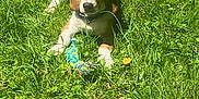 Aiko a rejoint le concours — aidez-le/la à gagner de superbes lots ! adorable, animal, beagle, canine, collar, cute, dog, field, grass, greenery, laying, nature, outdoor, pet, playful, puppy, summer, sunlight, toy, young
