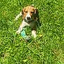 beagle, puppy, dog, grass, toy, outdoor, sunlight, pet, animal, greenery, playful, collar, young, nature, cute, laying, summer, field, adorable, canine