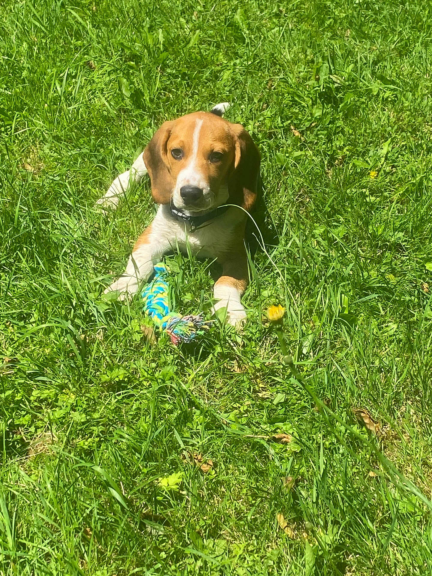Aiko a rejoint le concours — aidez-le/la à gagner de superbes lots ! beagle, puppy, dog, grass, toy, outdoor, sunlight, pet, animal, greenery, playful, collar, young, nature, cute, laying, summer, field, adorable, canine