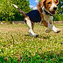 Aiko participe au concours pour gagner de l'argent avec cette photo : active, animal, beagle, canine, dog, field, grass, greenery, happy, nature, outdoor, pet, playful, puppy, running, sky, summer, sunlight, trees, young