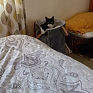 Pipple joined the competition — help win amazing prizes! cat, bedroom, bedding, blanket, basket, curtains, pillow, furniture, indoor, decor, patterned, black_and_white_cat, cozy, soft, floor, household, resting, pet, curious, fabric