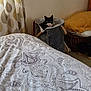 cat, bedroom, bedding, blanket, basket, curtains, pillow, furniture, indoor, decor, patterned, black_and_white_cat, cozy, soft, floor, household, resting, pet, curious, fabric