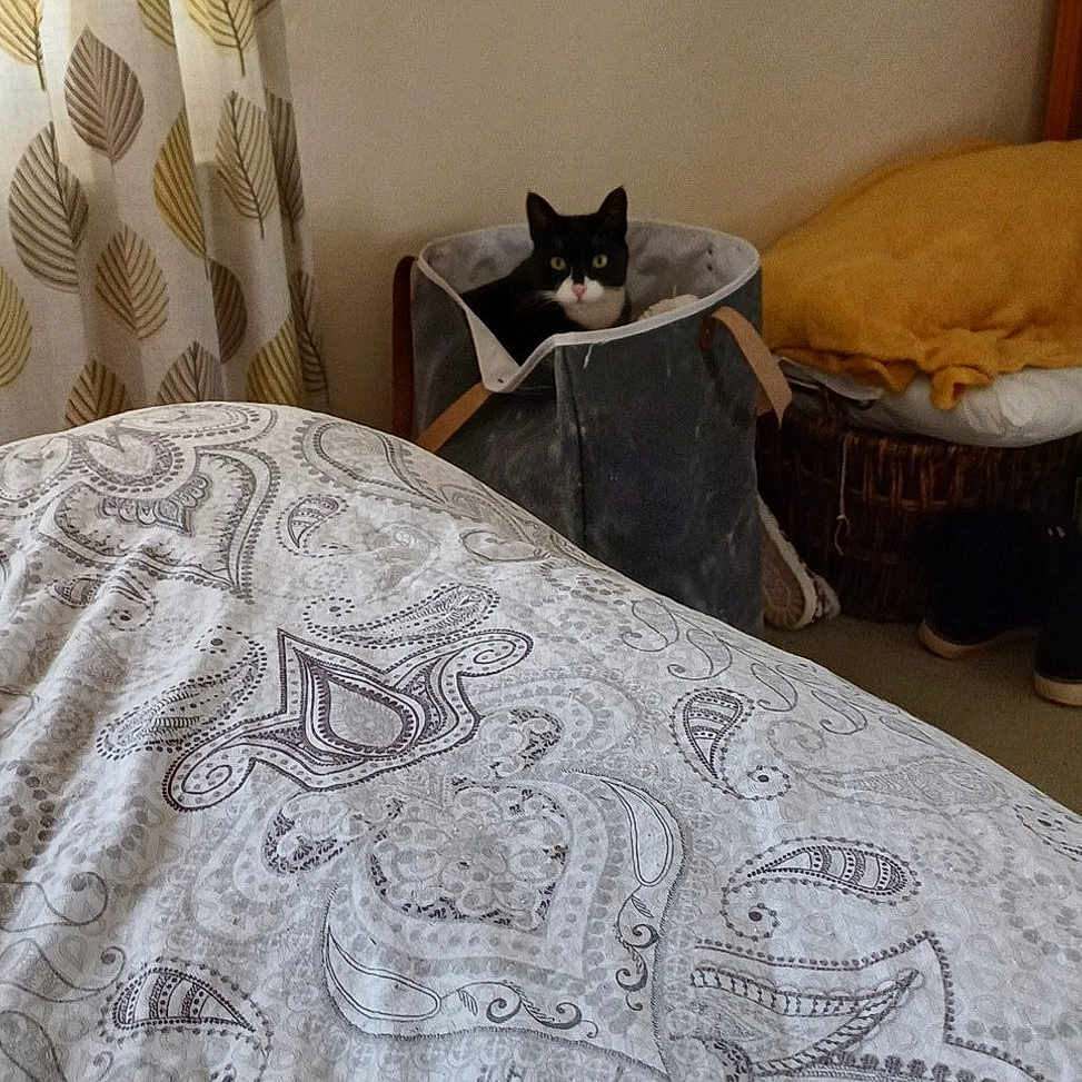 Pipple joined the competition — help win amazing prizes! basket, bedding, bedroom, black_and_white_cat, blanket, cat, cozy, curious, curtains, decor, fabric, floor, furniture, household, indoor, patterned, pet, pillow, resting, soft